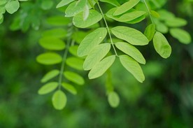 室内植物盆栽 园林盆栽