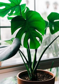 室内植物盆栽 园林盆栽