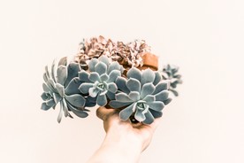 室内植物盆栽 园林盆栽