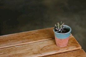 室内植物盆栽 园林盆栽