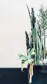 室内植物盆栽 园林盆栽
