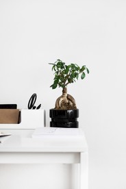 室内植物盆栽  园林盆栽