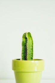 室内植物盆栽  园林盆栽