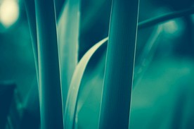室内植物盆栽  园林盆栽