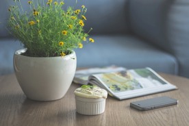 室内植物盆栽  园林盆栽