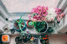 室内植物盆栽  园林盆栽