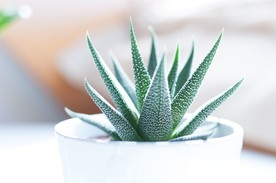 室内植物盆栽  园林盆栽