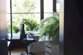 室内植物盆栽  园林盆栽