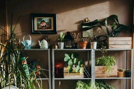 室内植物盆栽  园林盆栽