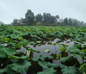 荷花 池塘