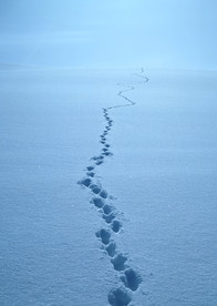 雪地脚印