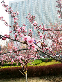 大楼前的桃花