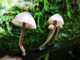 小蘑菇