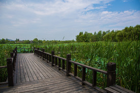 洋湖湿地公园