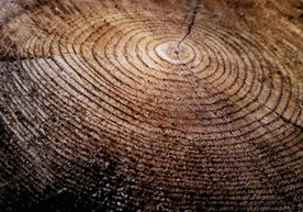 年轮