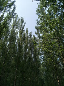 杨树