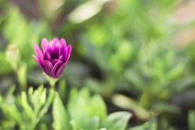 紫红色鲜花