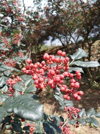 2018花椒 花椒 鲜花椒
