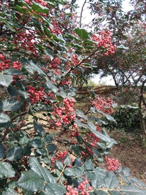 2018花椒 花椒
