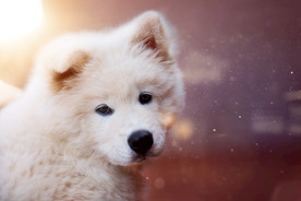 萨摩犬