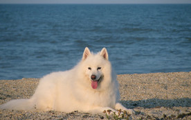 萨摩犬