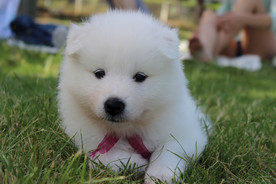 萨摩犬