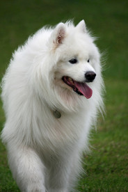 萨摩犬