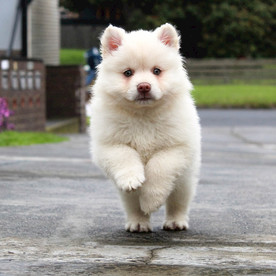 萨摩犬