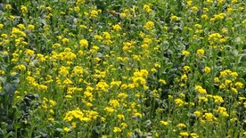 油菜花