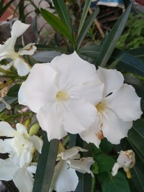 夹竹桃 夹竹桃花开 夹竹桃花