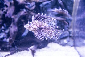 海洋鱼