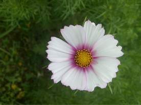 一朵小花
