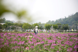醉蝶花