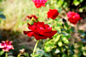 月季花花