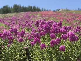 北海道富良野薰衣草田