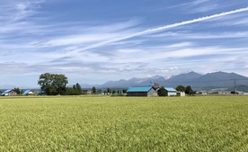 北海道富良野农场绿色作物