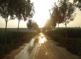 田间小路