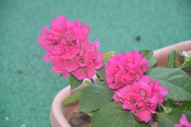 叶子花