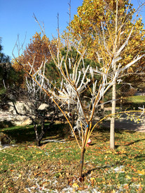 挂满雪条的树枝