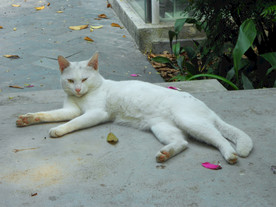 白色小野猫