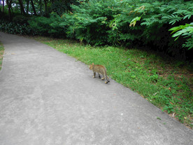 小野猫
