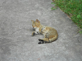 小野猫