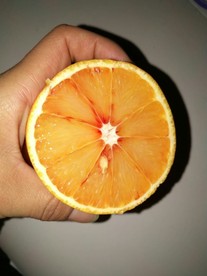 血橙 血橙子 塔罗科血橙 手持