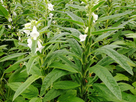 芝麻叶 田野 芝麻秧