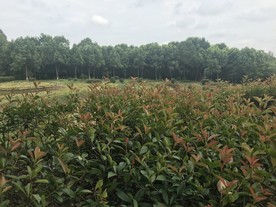 植物园