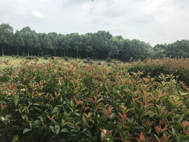 植物园