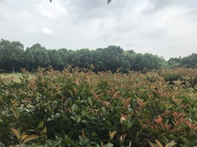 植物园