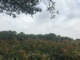 植物园