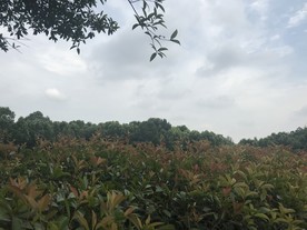 植物园