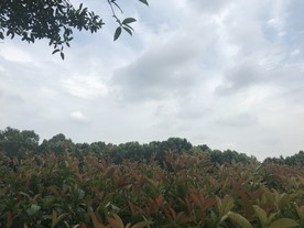 植物园